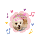 LUNA＆SEAちゃんミックスdog part4(会話編)（個別スタンプ：7）