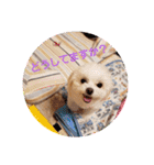 LUNA＆SEAちゃんミックスdog part4(会話編)（個別スタンプ：8）