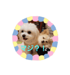 LUNA＆SEAちゃんミックスdog part4(会話編)（個別スタンプ：12）