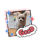 LUNA＆SEAちゃんミックスdog part4(会話編)（個別スタンプ：19）
