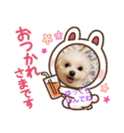 LUNA＆SEAちゃんミックスdog part4(会話編)（個別スタンプ：24）