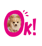 LUNA＆SEAちゃんミックスdog part4(会話編)（個別スタンプ：37）