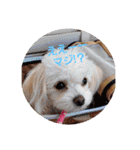 LUNA＆SEAちゃんミックスdog part4(会話編)（個別スタンプ：40）