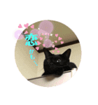 野良ねこ❤︎保護猫2（個別スタンプ：1）