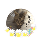 野良ねこ❤︎保護猫2（個別スタンプ：3）
