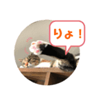 野良ねこ❤︎保護猫2（個別スタンプ：4）