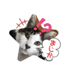 野良ねこ❤︎保護猫2（個別スタンプ：5）