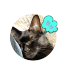 野良ねこ❤︎保護猫2（個別スタンプ：8）