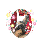 野良ねこ❤︎保護猫2（個別スタンプ：9）