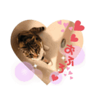 野良ねこ❤︎保護猫2（個別スタンプ：10）
