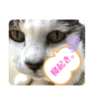 野良ねこ❤︎保護猫2（個別スタンプ：11）