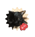 野良ねこ❤︎保護猫2（個別スタンプ：12）