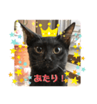 野良ねこ❤︎保護猫2（個別スタンプ：13）