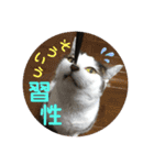 野良ねこ❤︎保護猫2（個別スタンプ：14）
