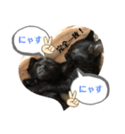野良ねこ❤︎保護猫2（個別スタンプ：15）
