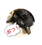 野良ねこ❤︎保護猫2（個別スタンプ：16）
