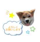 hachi.akitainu（個別スタンプ：3）