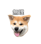 hachi.akitainu（個別スタンプ：33）