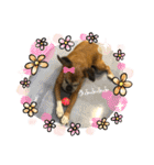 ぶさかわボクサーの麦ちゃん（個別スタンプ：9）