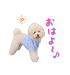 トイプードル のぶーれむちゃん♡（個別スタンプ：1）