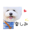 トイプードル のぶーれむちゃん♡（個別スタンプ：2）