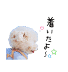 トイプードル のぶーれむちゃん♡（個別スタンプ：4）