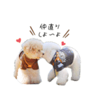 トイプードル のぶーれむちゃん♡（個別スタンプ：7）