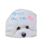 トイプードル のぶーれむちゃん♡（個別スタンプ：8）