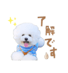 トイプードル のぶーれむちゃん♡（個別スタンプ：11）