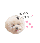 トイプードル のぶーれむちゃん♡（個別スタンプ：13）