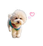 トイプードル のぶーれむちゃん♡（個別スタンプ：16）