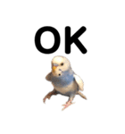 セキセイインコのちぃーちゃんです5（個別スタンプ：1）