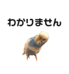 セキセイインコのちぃーちゃんです5（個別スタンプ：2）