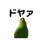 セキセイインコのちぃーちゃんです5（個別スタンプ：5）