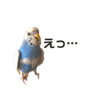 セキセイインコのちぃーちゃんです5（個別スタンプ：10）