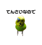 セキセイインコのちぃーちゃんです5（個別スタンプ：11）
