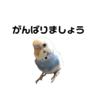 セキセイインコのちぃーちゃんです5（個別スタンプ：16）