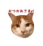 今日のみーた（個別スタンプ：13）