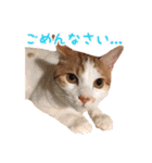 今日のみーた（個別スタンプ：16）
