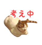 今日のみーた（個別スタンプ：21）