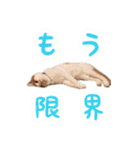 今日のみーた（個別スタンプ：22）