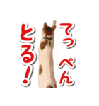 今日のみーた（個別スタンプ：23）