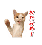 今日のみーた（個別スタンプ：26）
