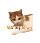 今日のみーた（個別スタンプ：27）