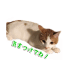 今日のみーた（個別スタンプ：30）