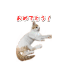 今日のみーた（個別スタンプ：31）
