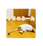 今日のみーた（個別スタンプ：33）