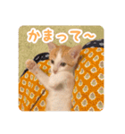 今日のみーた（個別スタンプ：35）