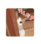 今日のみーた（個別スタンプ：36）