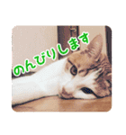 今日のみーた（個別スタンプ：37）